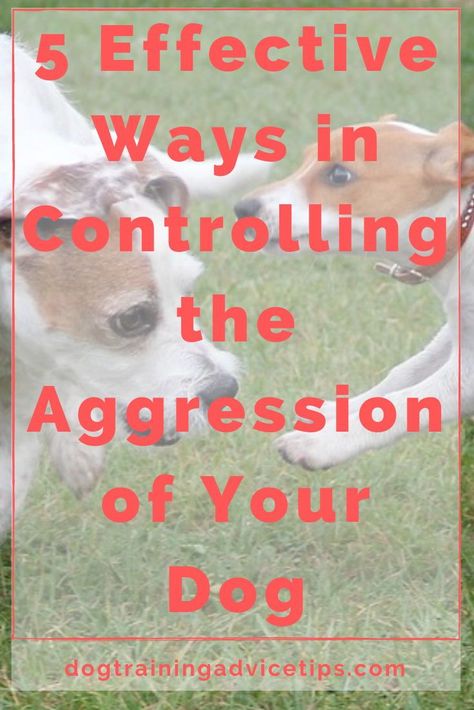 Aggression is one of the most common problems by dog owners & it continues to be neglected. Here are 5 Effective Ways to control your dog's aggression. #dogtrainingtips #dogtrainingobedience #dogbehavior #dogtrainingobediencesimple #dogtraininghelp #dogtrainingtipsaggression Aggressive Dogs, Dog Training Aggression, Dog Aggression, Stop Dog Barking, Basic Dog Training, Dog Clothes Diy, Dog Training Advice, Dog Training Videos, Dog Training Techniques