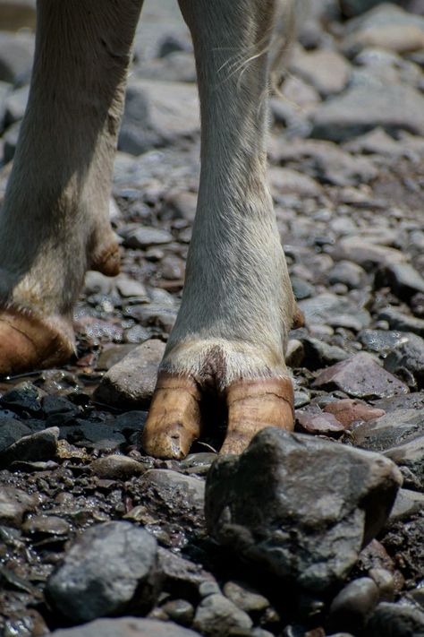 Close up of Cow Leg and Hoof · Free Stock Photo Cow Hoof, Cow Hooves, Fairy Creatures, Close Up Photos, Animal Photography, Free Stock Photos, Natural Light, Rocky, Close Up