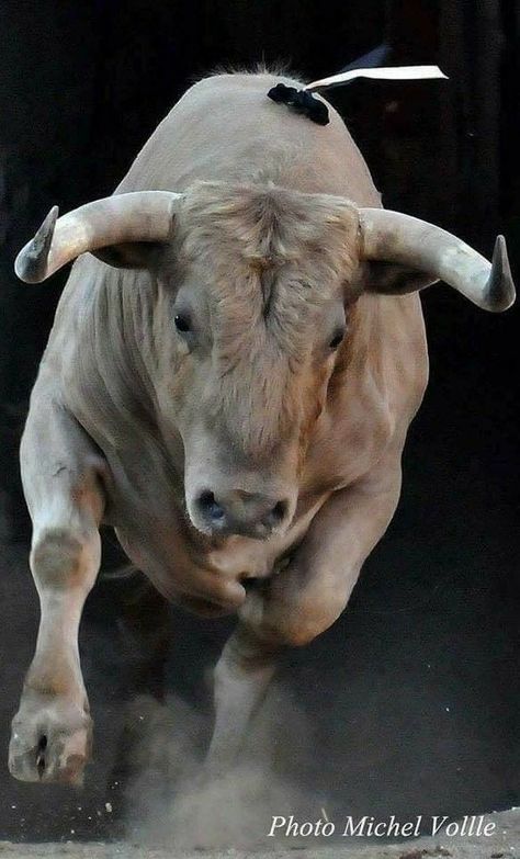 Bull Reference, Pbr Bulls, Bull Photography, Bull Face, Taurus Bull Tattoos, Bull Pictures, Angry Bull, Wild Bull, Regard Animal