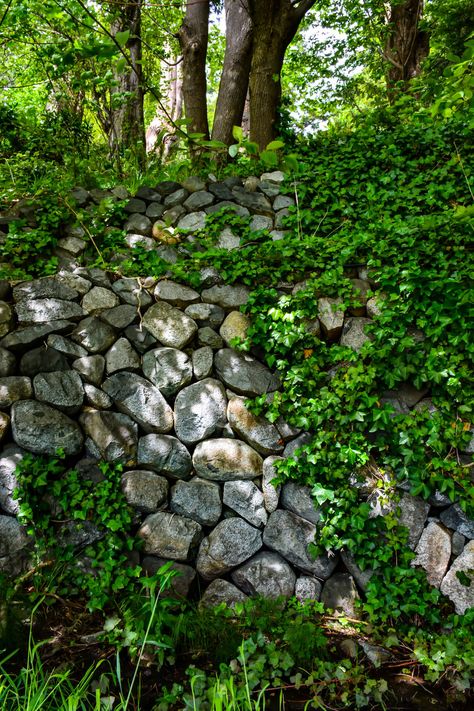 Stone and Vine Wall | Photos By Me Vines On Stone Wall, Destroyed Castle, Stones In Garden, Feminist Painting, Comp Sci, Plant Reference, House Pottery, Creepers Plants, Plant Study