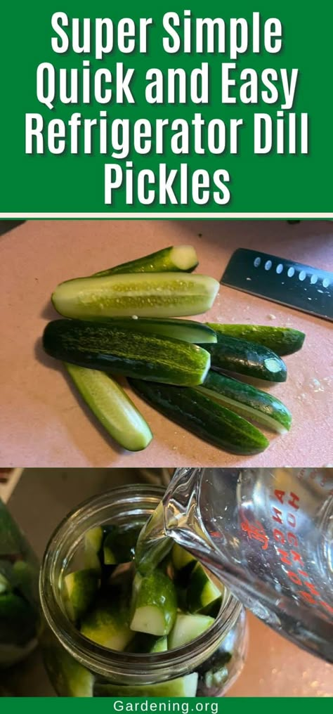 Super Simple Quick and Easy Refrigerator Dill Pickles Diy Pickles Dill, Keto Refrigerator Pickles, Crisp Pickles Canning, Easy Refrigerator Dill Pickles Recipe, No Cook Refrigerator Pickles, Making Dill Pickles From Cucumbers, Refrigerator Pickles And Onions, Refrigerator Dill Pickles Crunchy, Pickle Making