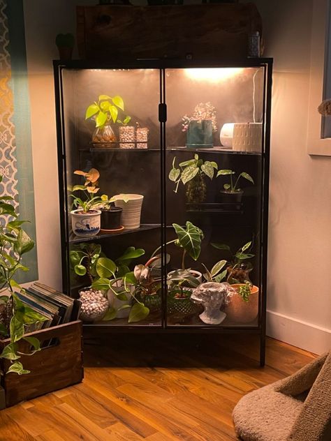 Plant Terrarium Cabinet, Ikea Cabinet Plants, Ikea Greenhouse Cabinet Rudsta, Plant Cabinet Display Diy, Curio Greenhouse, Plant Cabinet Diy, Glass Plant Cabinet, Green House Cabinet, Ikea Plant Cabinet