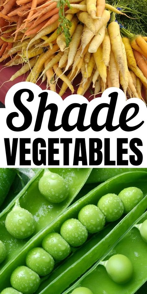 Amazing Vegetable Gardens, Part Sun Vegetable Garden, Inside Vegetable Garden, Shade Garden Vegetables, Shade Loving Vegetable Garden, Low Sun Vegetable Garden, Shady Vegetable Garden, Partial Shade Vegetables, Shaded Vegetable Garden