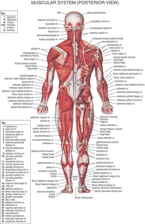 HB Muscular System - Posterior view Female Back Muscles, Human Body Muscles, Human Body Diagram, Muscular System Anatomy, The Muscular System, Muscle Diagram, Muscle System, Human Body Organs, Body Diagram