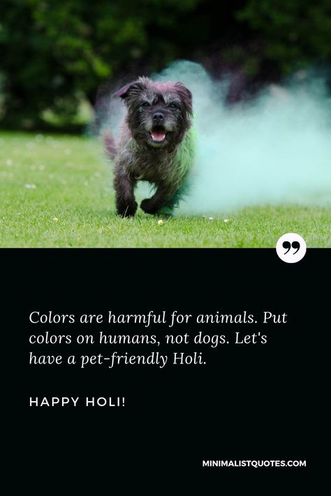 Holi Messages, Holi Wishes, Holi Colors, Happy Holi, Pet Friendly, Human, Let It Be, Dogs, Animals