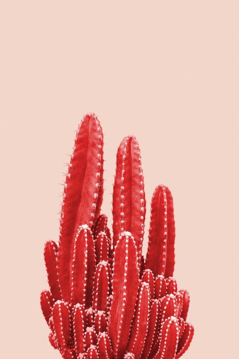 Red cactus on pink background Premium Photo Cactus Photo, Red Cactus, Cactus House Plants, نباتات منزلية, Cactus Art, Cactus Plant, Deco Floral, Cactus And Succulents, Red Wallpaper