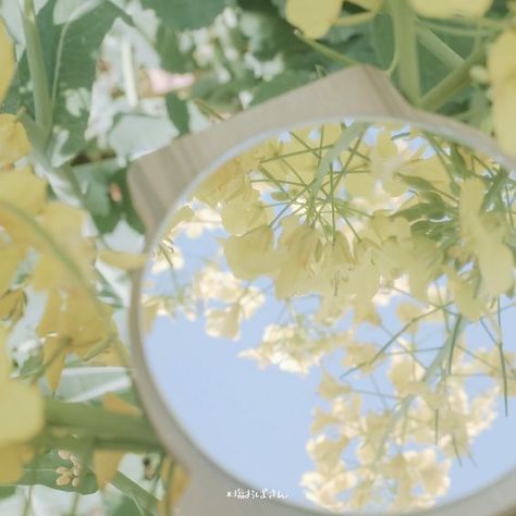 Light Acadamia, Green Pictures, Vintage Flowers Wallpaper, Light Blue Aesthetic, Iphone Wallpaper Kawaii, Nothing But Flowers, Chinese Art Girl, Phone Wallpaper Design, Light Spring