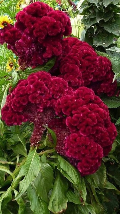 Celosia Flower, Valley Of Flowers, Strange Flowers, Beautiful Flowers Images, Garden Help, Wallpaper Nature Flowers, Beautiful Rose Flowers, Beautiful Flowers Pictures, Little Garden