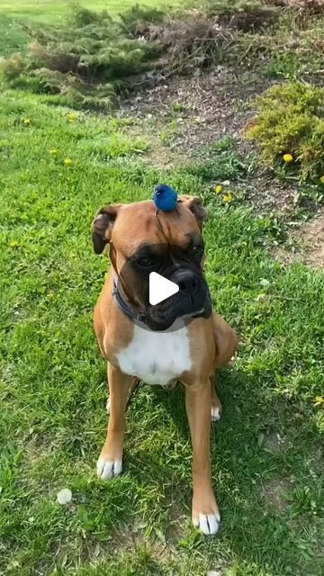 Boxer Dog on Instagram: "How sweet 🐶🐦🥰 - 🎥: Credit to @loutheboxerdog via TT/IG 💙 (DM for credit or removal/All rights® are reserved & belong to their respective owners) . . . . . #boxerdog#boxerdogs#boxerdogfans#boxerdogcentral#boxerdogsofinstagram#boxerdogsrule#boxerdogs_ig#boxerdogoftheday#boxerdoglovers#boxerdoglover#boxerdogsuk#boxerdogsaregreat#boxerdogsofig#boxerdogmedia#boxerdoglife#boxerdogz#boxerdogsarethebest#boxerdoglove#boxerdogfan#boxerdogsfans#boxerdogsoninstagram#boxerdogsrock#boxerdogmom#boxerdog_" Boxer Dogs Funny, Boxer (dog), Funny Dog Pictures, Boxer Dogs, Funny Dogs, Dog Lovers, Dogs, Funny, Animals