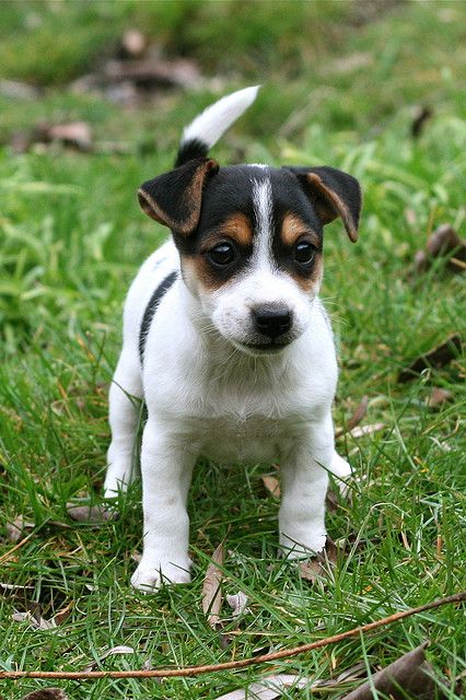 Jack Russel Terrier... Usually don't like them but he's cute! Chien Jack Russel, Jack Terrier, Puppies Pictures, Jack Russell Terriers, Jack Russell Terrier Puppies, Jack Russell Puppies, Russel Terrier, Jack Russell Dogs, Jack Russells