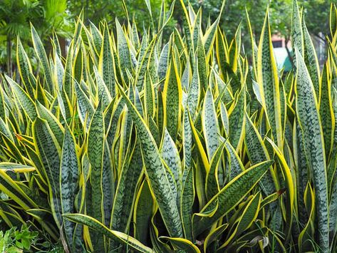 Sansevieria trifasciata var. laurentii (Variegated Snake Plant) Variegated Snake Plant, Low Light Succulents, Kaktus Dan Sukulen, Sansevieria Trifasciata, Coastal Gardens, Garden Types, Plant Diseases, Mediterranean Garden, Buy Plants