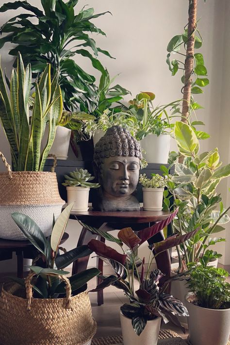 A collection of houseplants #Buddhawithplants #indoorplants #houseplants #houseplantsarrangementideas Buddha Bedroom, Zen Room Decor, Buddha Home Decor, Beauty Therapy Room, Buddha Garden, Condo Living Room, Meditation Room Decor, Small Balcony Garden, Buddha Decor