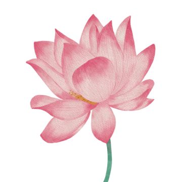 lotus,water lily,flower,flower drawing,lotus drawing,lotus sketch,line,lotus flower drawing,flower sketch,art,abstract,flowers,summer,drawing,lotus leaf,bloom,cartoon hand drawn,beautiful,carving,vintage,nature,floral,design,shape drawing,shape sketch,pink,plant,green,color drawing,sign drawing,flower pattern,line art background,lotus line art,brush,line art,mandala art,concept design,botanical line,pattern,leaf art,lotus art,hand painted lotus,line drawing,meditation,lotus flower,petal,beautiful lotus,lotus illustration,hand painted,pink lotus Simple Lotus Drawing, Lotus Line Drawing, Plant Green Color, Lotus Line Art, Lotus Flower Drawings, Lotus Sketch, Line Art Mandala, Lily Pad Drawing, Line Art Brush