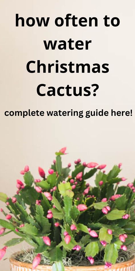 pink Christmas cactus Christmas Cactus Care, Thanksgiving Cactus, Cactus Care, Christmas Cactus, Green Garden, Garden Cottage, The Secret, Cactus, Thanksgiving