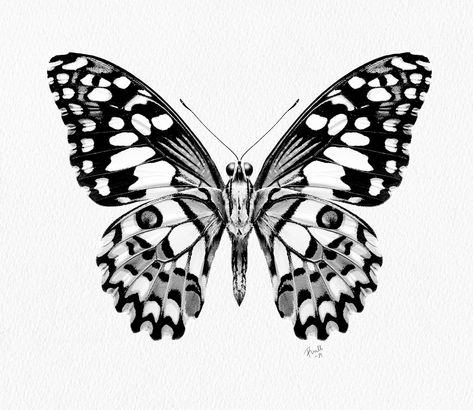 Black White Butterfly Tattoo, Blackwork Butterfly Tattoo, Art Butterfly Tattoo, Sketches Butterfly, Lime Art, Butterfly Tattoos Images, Borboleta Tattoo, Butterfly Tattoo Stencil, Insect Tattoo