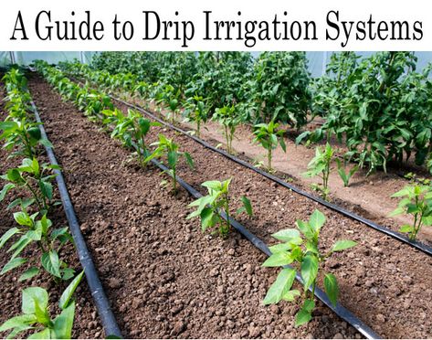 Drip System, Drip Irrigation System, Water Drip, Pepper Plants, Organic Tomatoes, Rainwater Harvesting, Plant Diseases, Drip Irrigation, Plant Cuttings