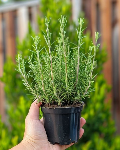 How To Care For Rosemary Plant Indoors, Planting Rosemary In Pots, Indoor Herb Garden Ideas Diy, What To Plant With Rosemary, Rosemary In Garden, Rosemary Landscaping, Rosemary Hedge, How To Propagate Rosemary, Rosemary Plant Care