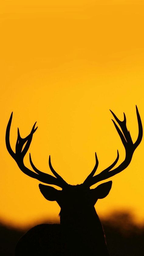 HD Wallpaper Stag Buck Wallpaper Iphone, Buck Wallpaper, Hostel Poster, Stag Wallpaper, Lo-fi Wallpaper, Beer Wallpaper, Deer Wallpaper, Red Stag, Whitetail Deer