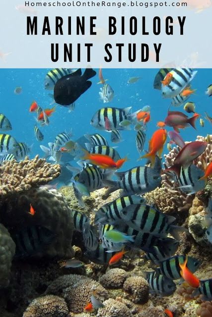 Homeschool On the Range: Marine Biology Unit Study Marine Biology Unit Study, Road Schooling, Reading Tricks, Elementary Homeschool, Unit Studies Homeschool, Ocean Unit, Conservation Biology, Ocean Science, Ocean Activities