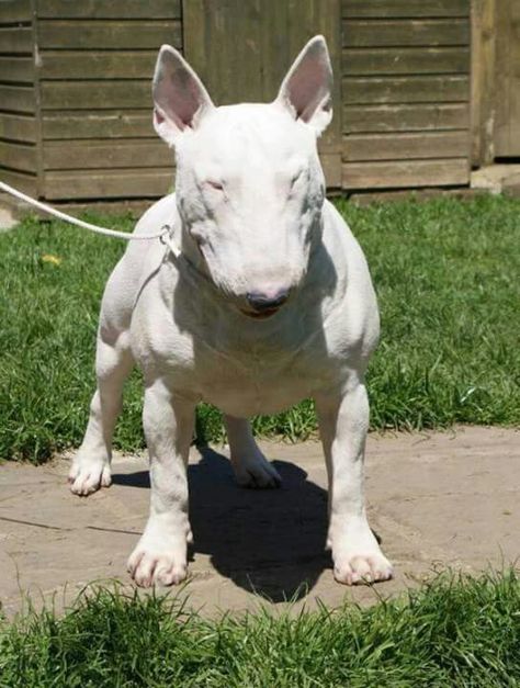 Bully Cute Bull Terrier, Staff Bull Terrier, English Bull Terrier, Miniature English Bull Terrier, Working Bull Terrier, Bull Terrier Funny, Mini Bull Terriers, Bull Terrier Puppy, Miniature Bull Terrier