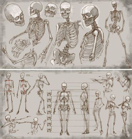 Character Design Collection: Bones Anatomy Feng Zhu, Skeleton Anatomy, Skeleton Drawings, Human Anatomy Drawing, Human Skeleton, Human Anatomy Art, Anatomy Sketches, Drawing Studies, Anatomy For Artists