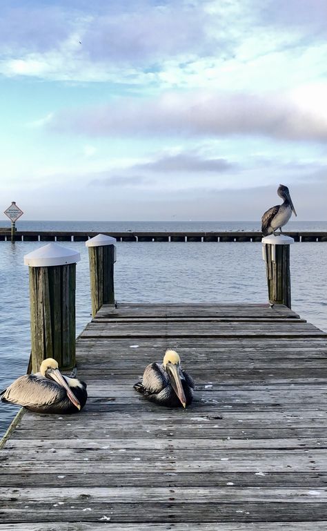 Brown Pelicans, Lake Pontchartrain, George Carlin, Us Road Trip, New Orleans, Road Trip, Birds, Lake, Road