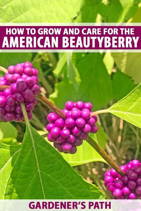 American Beautyberry, Beauty Berry, Beauty Bush, Purple Berries, Berry Plants, Native Plant Gardening, Berry Bushes, Border Plants, Garden Shrubs