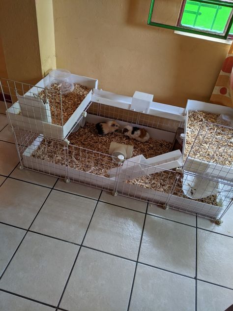 c&c cage
Guinea pig
Cuyo
Hammock Small Guinea Pig Cage Ideas, C&c Guinea Pig Cage Ideas, Guinea Pig Cage Setup Ideas, Aesthetic Guinea Pig Cage, Hedgehog Wheel, Bunny Litter, Bunny Litter Box, Pig Habitat, Indoor Rabbit Cage