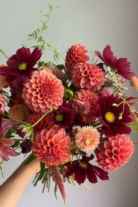 A hand-tied bouquet in peach and cranberry tones, featuring dahlias, cosmos, strawflower, queen Anne's lace, celosia, and love-in-a-puff vine. Grown and designed by Freely Rooted Flowers in Loudoun County, VA. Celosia Wedding Bouquet, Wedding Flowers Dahlia, Dahlia Flower Wedding, Celosia Bouquet, Freely Rooted, Fall Dahlias, Dahlia Flower Bouquet, Dahlias Bouquet, Wedding Dahlias