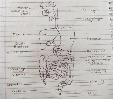 Digestion and absorption #1 Digestion And Absorption, Sheet Music, Male Sketch, Art