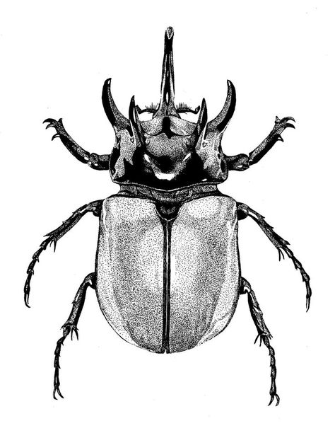 Bug Ink Drawing, Rhinosaurus Beetle Tattoo, Hercules Beetle Drawing, Bug Drawing Insects, Beatle Tattoo Design, Scarab Beetle Tattoo Design, Rhinoceros Beetle Tattoo, Dung Beetle Tattoo, Scarab Beetle Drawing