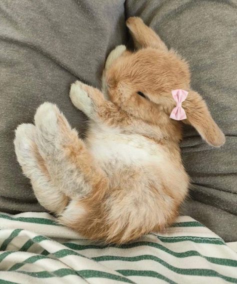 Rabbit Coquette, Bunny Coquette, Bunny Pets, Coquette Bunny, Mini Lop Bunnies, Cutest Bunny Ever, Pet Bunny Rabbits, Cute Bunny Pictures