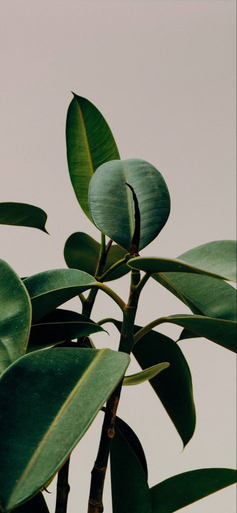 Aesthetic Greenery Wallpaper, Earthy Screensavers, Iphone Background Plants, Waxing Aesthetic Wallpaper, Greenery Iphone Wallpaper, Greenery Background Wallpaper, Greenery Aesthetic Wallpaper, Money Plant Decor, Lash Aesthetic