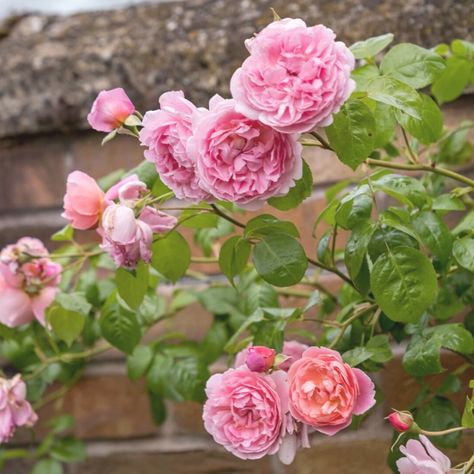 Roses Trellis, Iceberg Climbing Rose, Climbing Roses Trellis, Building A Trellis, Bouquet Of Red Roses, Spring Hill Nursery, Strawberry Hill, Garden Therapy, Climbing Rose