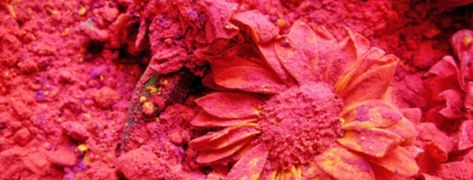 Holi Wallpapers, Happy Holi Wallpaper, 2014 Wallpaper, Holi Color, Henna Leaves, Holi Powder, Festival Of Colors, Holi Colors, Face Glow