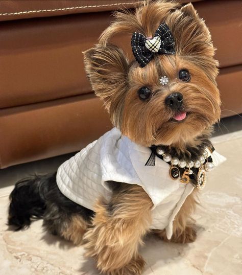 Yorkshire Terrier Grooming, Baby Yorkie, Mini Yorkie, Dog Room Decor, Yorkie Haircuts, Teacup Yorkie Puppy, Cute Small Dogs, Dog Haircuts, Yorkie Terrier