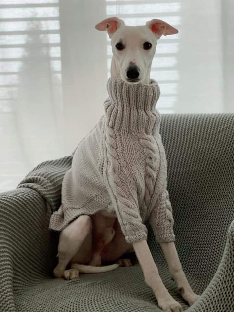 Greyhound Dog Sweater, Greyhound Sweater, Greyhounds Clothes, Curly Coated Retriever, Italian Greyhound Dog, Greyhounds Racing, Dog Aesthetic, Dog Branding, Grey Hound Dog