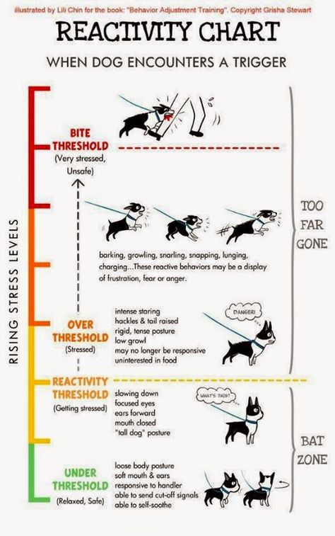 Cool Dog Tricks, Mental Workout, Dog Infographic, Brain Exercises, Dog Psychology, Brain Games For Dogs, Dog Body Language, Training Activities, Hidden Talents