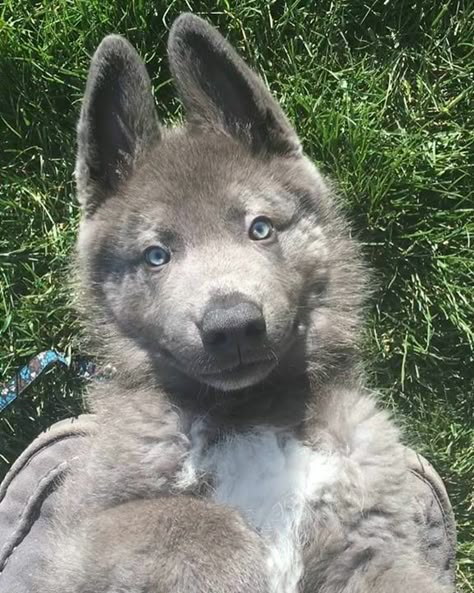 "Lou" Blue Bay Shepherd from Southern Breeze Kennels Blue Bay Shepherd, Blue German Shepherd, Dog German, Blue Bay, Pretty Dogs, Dream Dog, Airedale Terrier, Pretty Animals, Shepherd Dogs