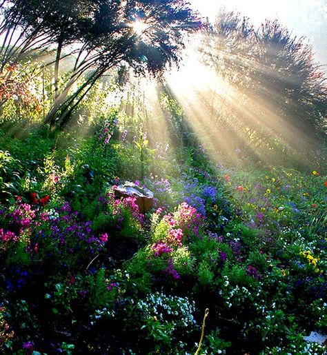 . Trees And Flowers, Serenity Now, Peaceful Places, Sun Rays, Morning Light, Mother Earth, Sunrise Sunset, Beautiful World, Secret Garden