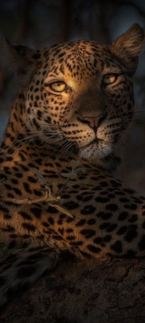 Cheetah Pictures, Jaguar Wallpaper, Jaguar Leopard, Leopard Art, Ap Art, Leopards, Animals Of The World, Animal Planet, Animals Friends