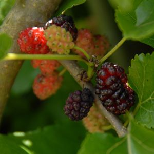 Wine Recipes: Sweet Mulberry Wine Mulberry Recipes, Mulberry Wine, Growing Raspberries, Biker Bar, Wine Recipe, Seed Pots, Homemade Wine, Recipes Sweet, Mulberry Tree