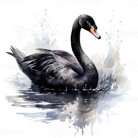 Black swan watercolor. Illustration AI Generative Ride Drawing, Swan Drawing, Dark Swan, The Black Swan, Forest Sunset, Surrealism Photography, Nature Drawing, Contemporary Fine Art, African American Art