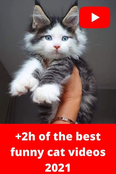 The best funny cat videos that make you can't stop laughing will be found on our channel RED KITTEN. Our funny cat videos can be found also on Tiktok and Instagram reels. This videos contains more than 2h of the best funny cat videos of 2021. Funny Kitty Videos, Funny Animal Videos Can't Stop Laughing Crazy Cats, Funny Cat Videos Can't Stop Laughing Kittens, Funny Cat Videos Can't Stop Laughing Hilarious Kitty, Funny Animal Videos Can't Stop Laughing Hilarious, Crazy Cats Videos, Funny Cat Videos Can't Stop Laughing, Cats And Kittens Videos, Funny Animal Videos Can't Stop Laughing