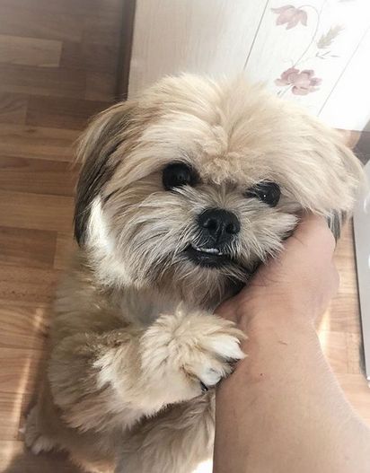 14 Realities That New Lhasa Apso Owners Must Accept - Page 5 of 5 - PetPress Lapso Apso Dogs, Lasha Apso Dogs, Lhasa Apso Dogs, Lhasa Apso Tattoo, Llaso Apso, Lhasa Apso Grooming, Shih Apso, Lhasa Apso Puppy, Lhasa Apso Puppies