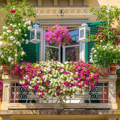 Balcony Flowers Garden Ideas India, Small Flower Gardens, Small Balcony Garden, Balcony Flowers, Small Balcony Design, Balcony Plants, Vertical Gardens, Garden Windows, Low Maintenance Plants