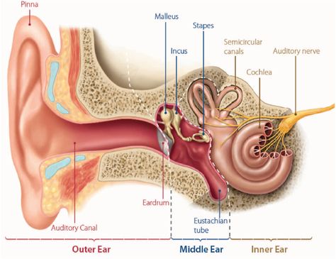 Glossopharyngeal Nerve, Ringing Ears Remedy, Ear Reflexology, Ear Pressure, Facial Nerve, Middle Ear, Aging Population, Ear Health, Inner Ear