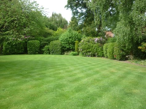 Lawn Design Ideas, Grass Cloth Wallpaper, Cloth Wallpaper, Grass Plants, Garden Goals, No Grass Backyard, Big Pools, Lawn Design, Healing Garden