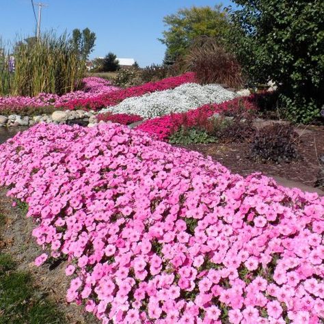 PETUNIA_SUPERTUNIA_VISTA_BUBBLEGUM_PETUNIA_GC_SUPVB_06 Supertunias In Landscape, Supertunias Flowers, Petunia Garden Ideas, Supertunia Bordeaux Petunia, Petunia Garden Flower Beds, Petunias In Flower Beds, Supertunia Vista Jazzberry, Supertunia Planters, Wave Petunias Flower Bed