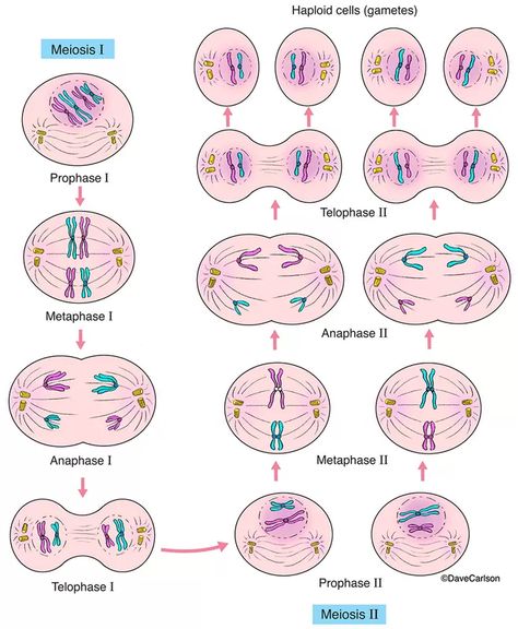 General Biology | Carlson Stock Art Genetics Illustration, Cell Biology Notes, Veterinary Anatomy, Biochemistry Notes, Biology Diagrams, Hand Washing Poster, General Biology, Biology Worksheet, Wildlife Illustration